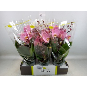 Phalaenopsis   ...rose