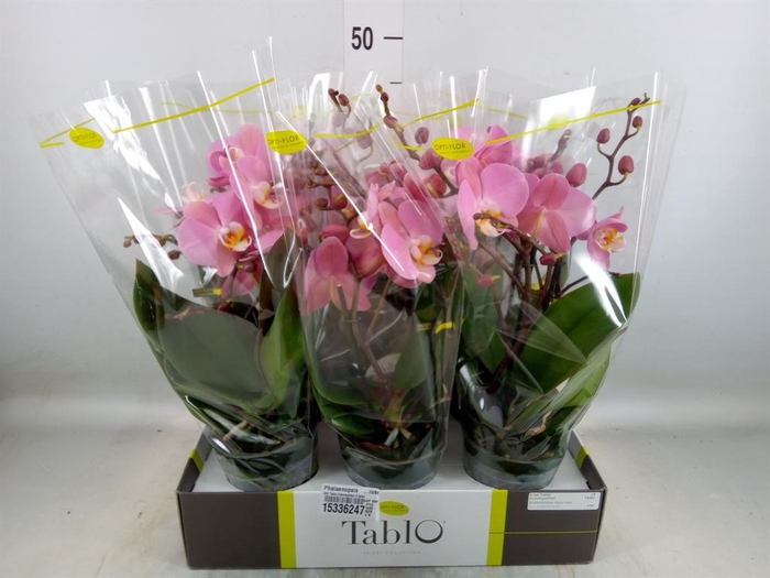 <h4>Phalaenopsis   ...rose</h4>