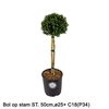 Ilex crenata Dark Green