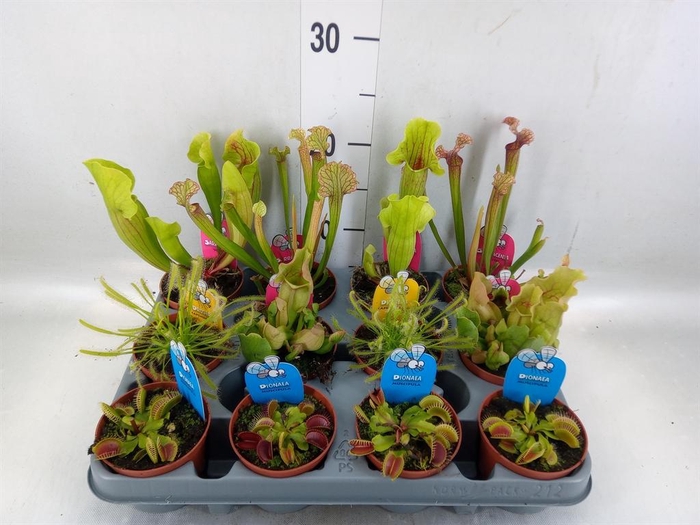 <h4>Vleesetende planten</h4>