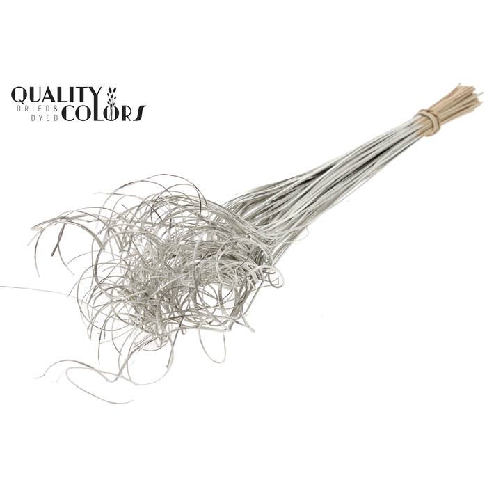 <h4>Palm Curly TT 100pc per bunch Platina</h4>