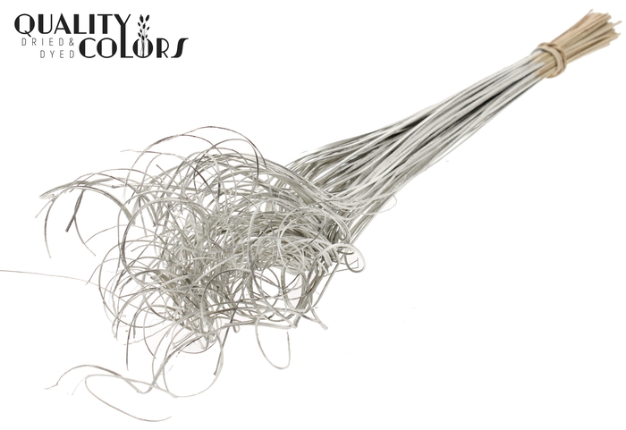 Palm Curly TT 100pc per bunch Platina