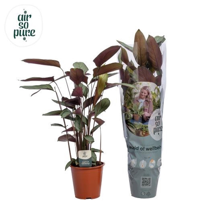 <h4>Ctenanthe overig</h4>
