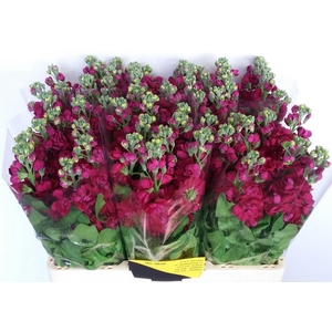 MATTH CENTUM RED