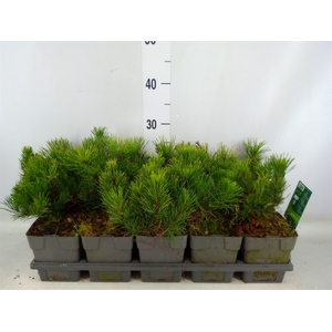 Pinus mugo