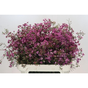 Chamelaucium uncinatum 'Grand Jupiter'