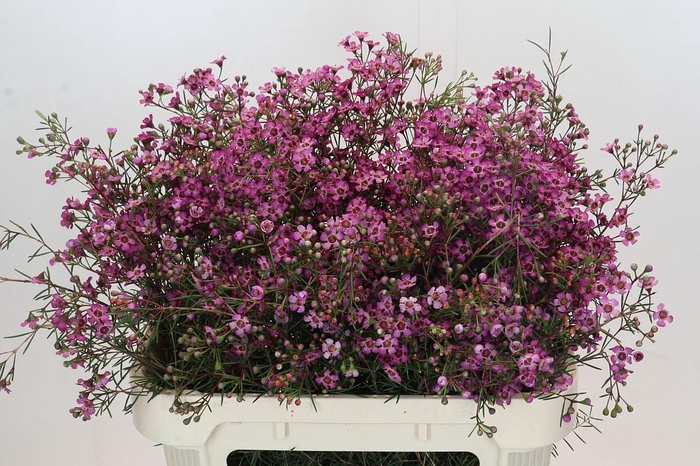 <h4>Chamelaucium uncinatum 'Grand Jupiter'</h4>