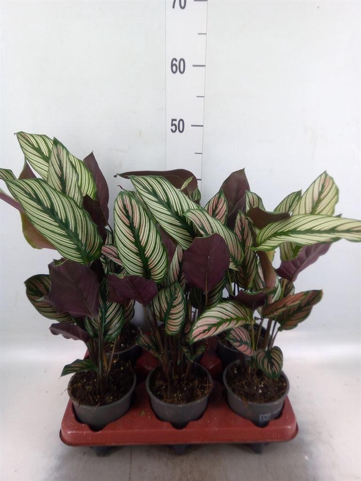 <h4>Calathea   ...</h4>