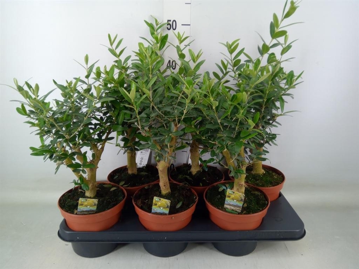 <h4>Olea europaea</h4>