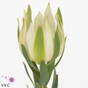 LEUCAD PROCERUM
