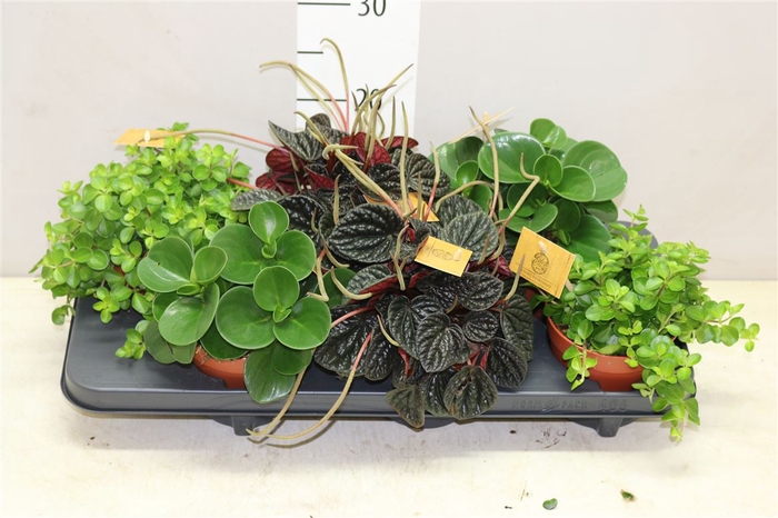 <h4>Peperomia Gemengd</h4>