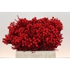 Kaaps Groen Silver Brunia KB Red