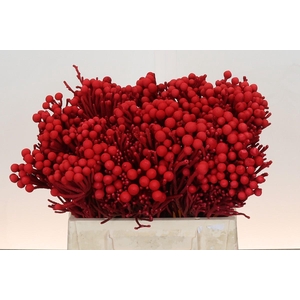 Kaaps Groen Silver Brunia KB Red