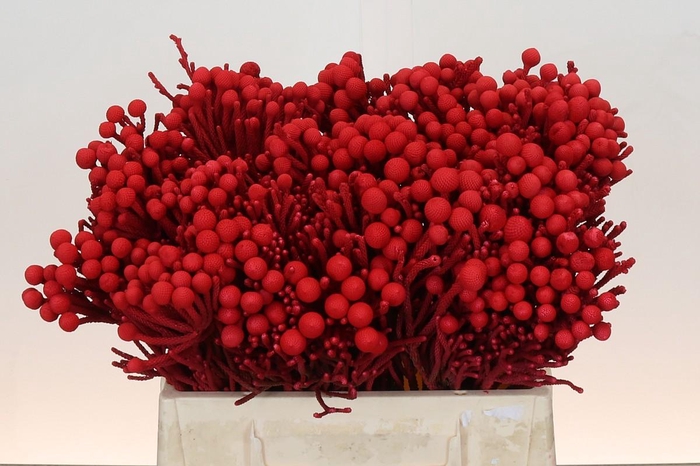 <h4>Kaaps Groen Silver Brunia KB Red</h4>