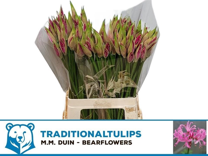 <h4>NE BO RAS VAN ROON</h4>