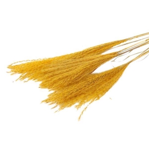 Bunch Fluffy Silver Grass 10pcs L75