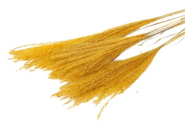 Bunch Fluffy Silver Grass 10pcs L75