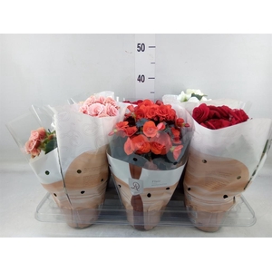 Begonia elat. DU   ...mix