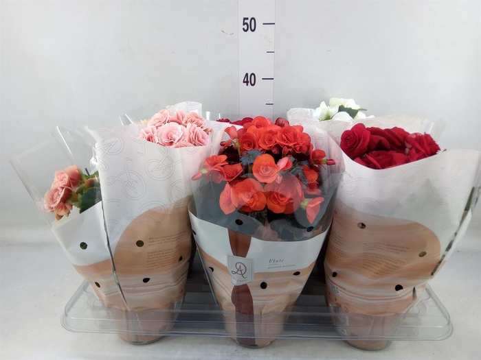 <h4>Begonia elat. DU   ...mix</h4>