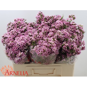 Chamelaucium Alouana