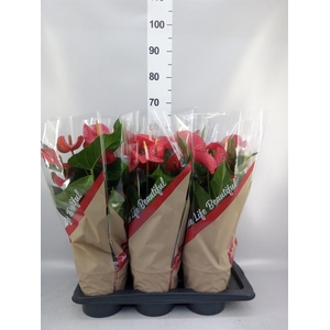 Anthurium andr. 'Red Bull'