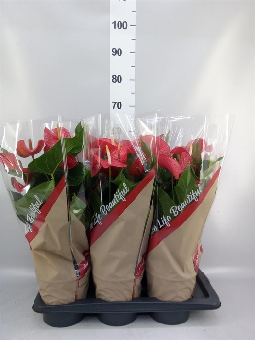 <h4>Anthurium andr. 'Red Bull'</h4>