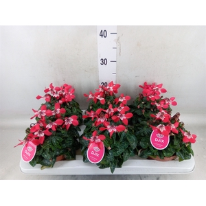 Cyclamen KL 'Djix'