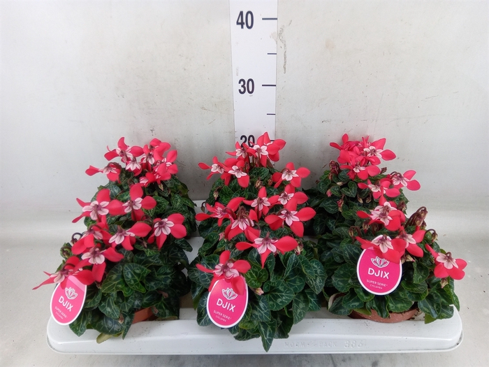 <h4>Cyclamen KL 'Djix'</h4>
