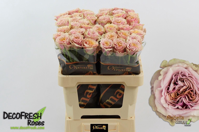 <h4>R Gr Mabella</h4>