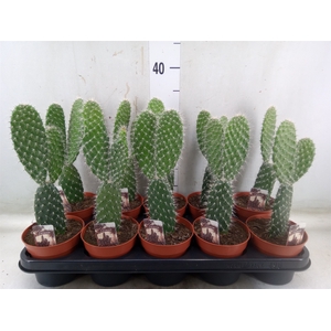 Opuntia