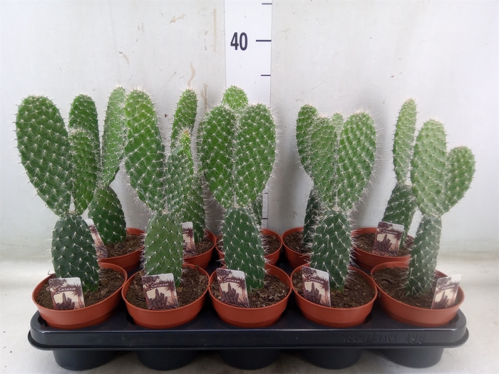 <h4>Opuntia</h4>