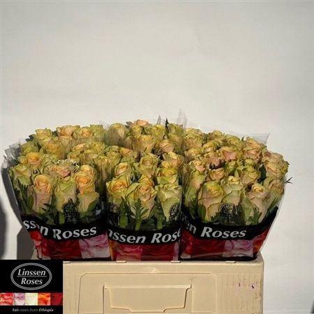 <h4>R Gr Alchemy</h4>