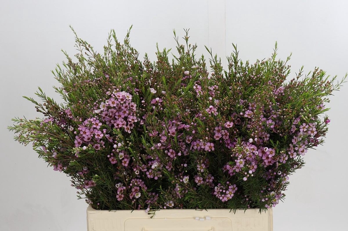 <h4>CHAMELAUCIUM KERRYN</h4>