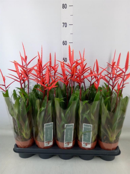 <h4>Vriesea  'Elan'</h4>