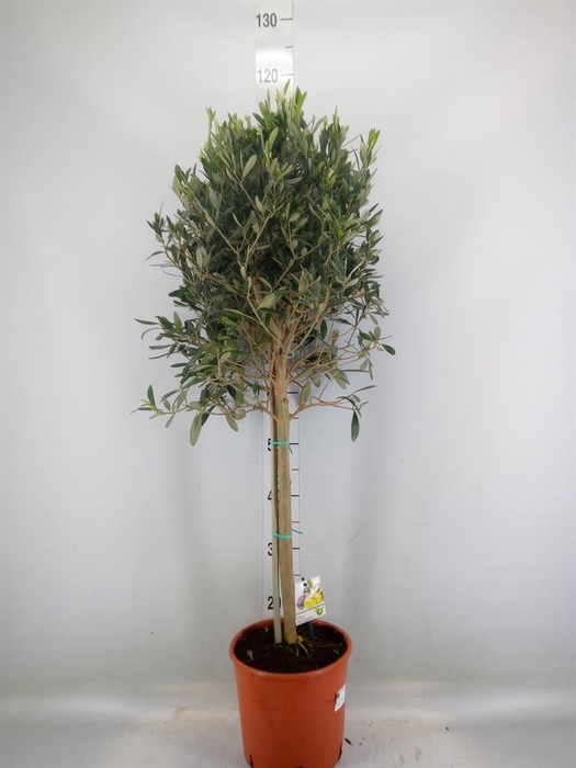 <h4>Olea europaea</h4>