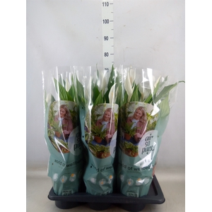 Spathiphyllum  'Bingo Cupido'