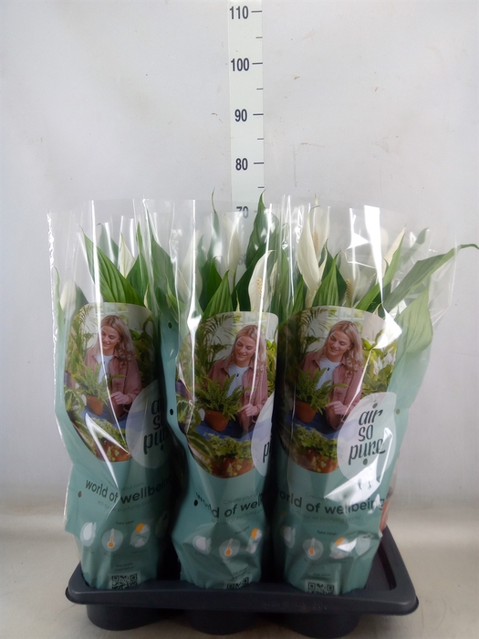 <h4>Spathiphyllum  'Bingo Cupido'</h4>