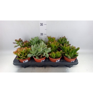 CRASSULA   ...MIX