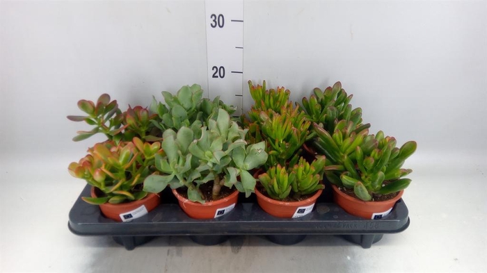 <h4>CRASSULA ...MIX</h4>