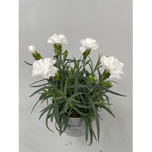 Dianthus Dinah p9