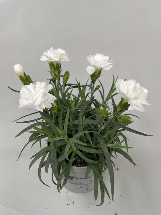 <h4>Dianthus Dinah p9</h4>