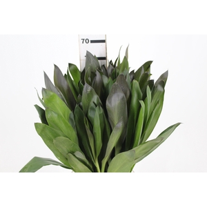 FOLHAGEM DRACENA POA