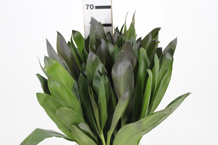 <h4>FOLHAGEM DRACENA POA</h4>