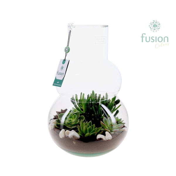 Green Bottle® Olaf Large met Succulenten