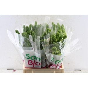 Ornithogalum Thy Milky Way White