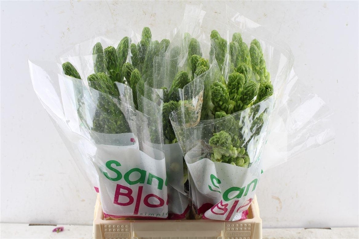 <h4>Ornithogalum Thy Milky Way White</h4>