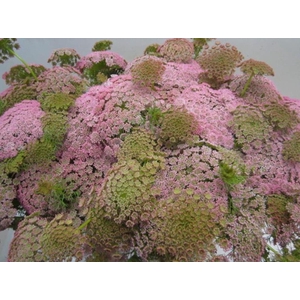Ammi Vis Sweet Rose