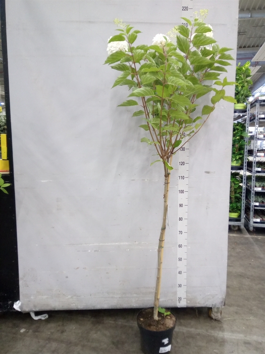 <h4>Hydrangea pan.</h4>