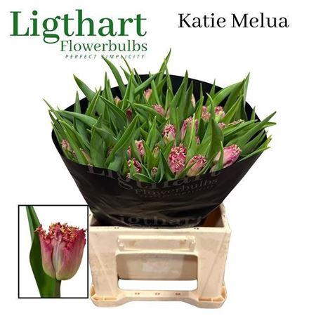 <h4>Tu Fr Katie Melua</h4>