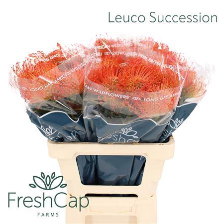 <h4>Leuco Succession</h4>